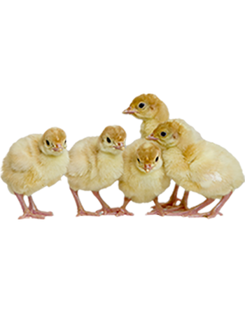 Day-Old Turkey Poults