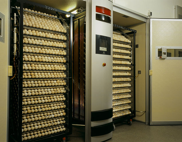 دستگاه جوجه کشی