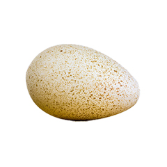 Turkey Hatching Eggs