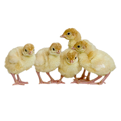 Day-Old Turkey Poults